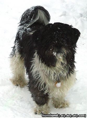 Shih Tzu Niko im Schnee