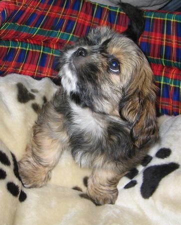 Shih Tzu Percy - Shih Tzu - Lhasa Apso Mix