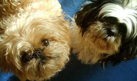 Shih Tzu mein shih tzu und affenpinschermischling