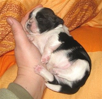 Shih Tzu Balu, wenige Tage alt