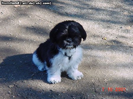 Shih Tzu Buzz