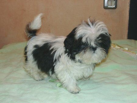 Shih Tzu Das ist die kleine Chiara. Noch jung und frisch.