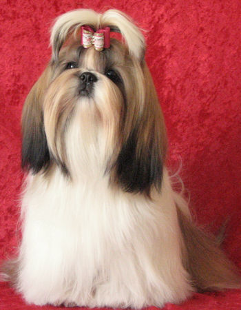 Shih Tzu CARLA DE DEWA THANG