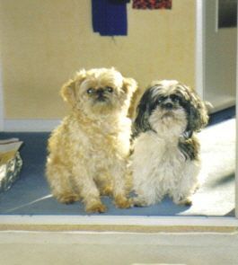 Shih Tzu mein shih tzu und affenpinschermischling