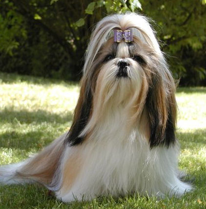 Shih Tzu SEN-VITA BEST QUALITY