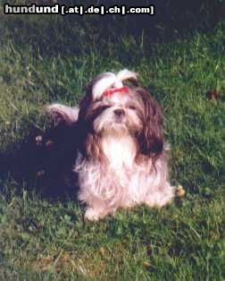 Shih Tzu