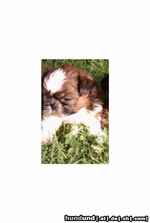 Shih Tzu noch einmal  Red Gismo