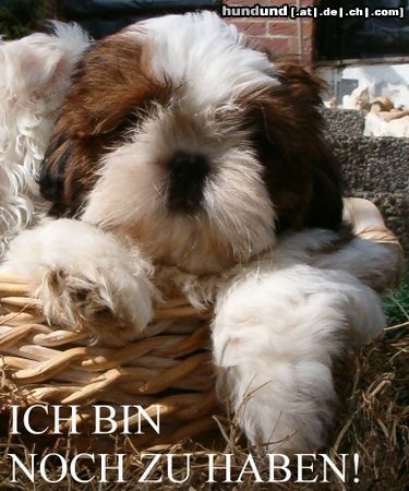 Shih Tzu Na, bin ich nicht eine süße, feuerrote Zuckerschnute?