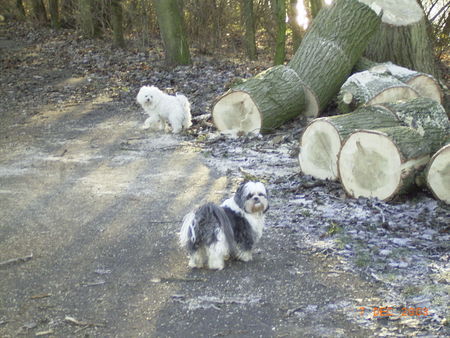 Shih Tzu Jack und Joy