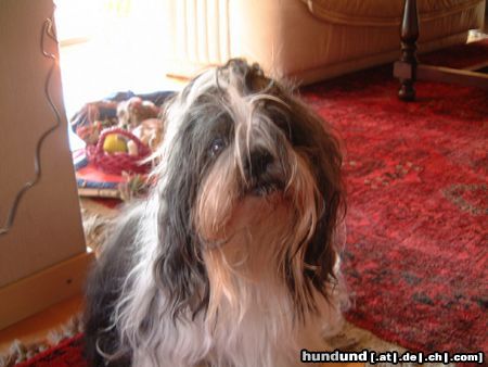 Shih Tzu Ödi mit 15 Jahren