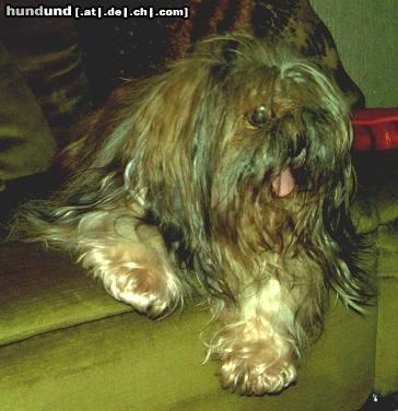 Shih Tzu Knud mit 15 Jahren