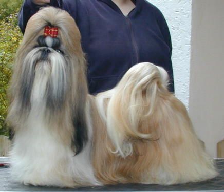 Shih Tzu CH. Chinua Makarena Gold Nugget - bred + owned by N. Chernova; perfectly styled by Melanie (White Magic Kennels)