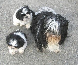 Shih Tzu Mo und seine Söhne