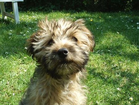 Shih Tzu  shi tzu- yorkie mix Pernot