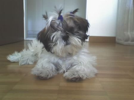 Shih Tzu Popov top model