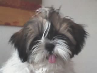 Shih Tzu Popov top model