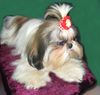 Shih Tzu Hund