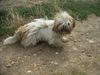 Shih Tzu Hund