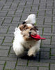 Shih Tzu Hund