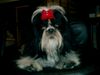 Shih Tzu Hund