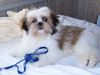 Shih Tzu Hund