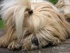 Shih Tzu Hund