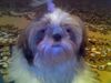 Shih Tzu Hund