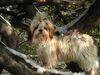 Shih Tzu Hund