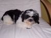 Shih Tzu Hund