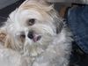 Shih Tzu Hund