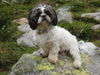 Shih Tzu Hund