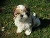 Shih Tzu Hund