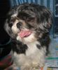 Shih Tzu Hund