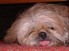 Shih Tzu Hund