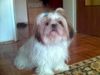 Shih Tzu Hund