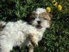 Shih Tzu Hund