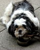 Shih Tzu Hund