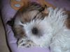 Shih Tzu Hund