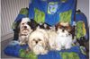 Shih Tzu Hund