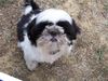 Shih Tzu Hund