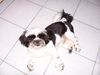 Shih Tzu Hund