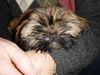 Shih Tzu Hund