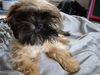 Shih Tzu Hund