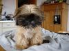 Shih Tzu Hund