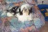 Shih Tzu Hund