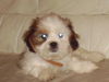 Shih Tzu Hund