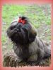 Shih Tzu Hund