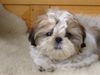 Shih Tzu Hund