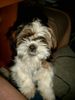 Shih Tzu Hund