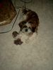 Shih Tzu Hund